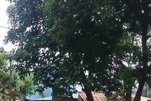 Get Fit: Zumba Hawaiian Dance Workout Fun! The Ultimate Zumba Guide: Dance Your Way to a Healthier You Get Fit: Zumba Hawaiian Dance Workout Fun! | The Ultimate Zumba Guide: Dance Your Way to a Healthier You